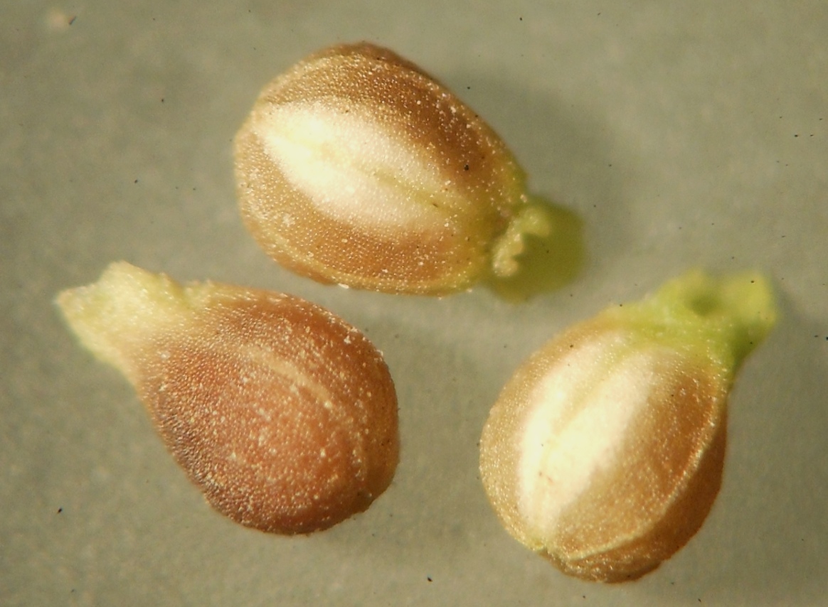 Valerianella rimosa Bastard / Gallinella liscia
